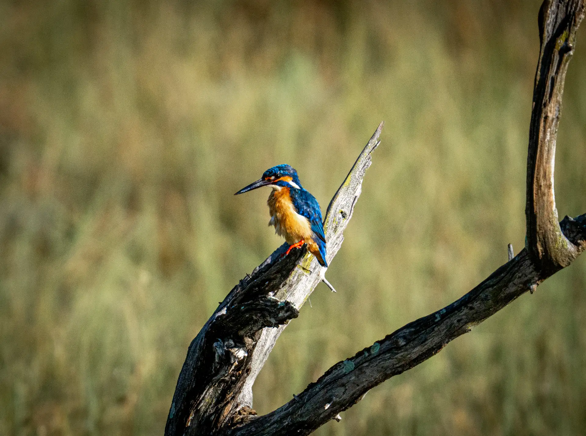 Common kingfisher perched on a dead branch in open grassland, Sri Lanka